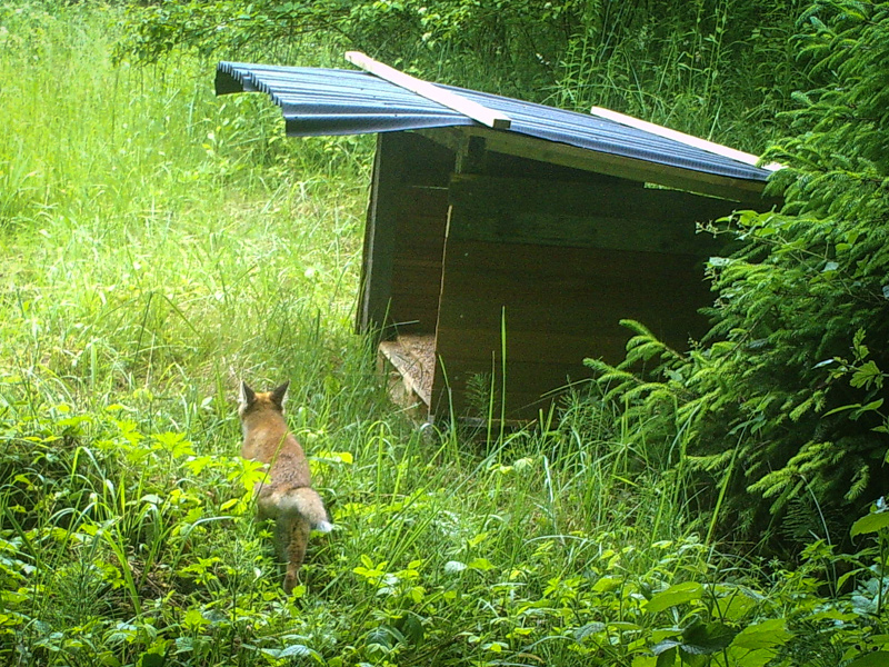 Fuchs an der Fasanenschütte