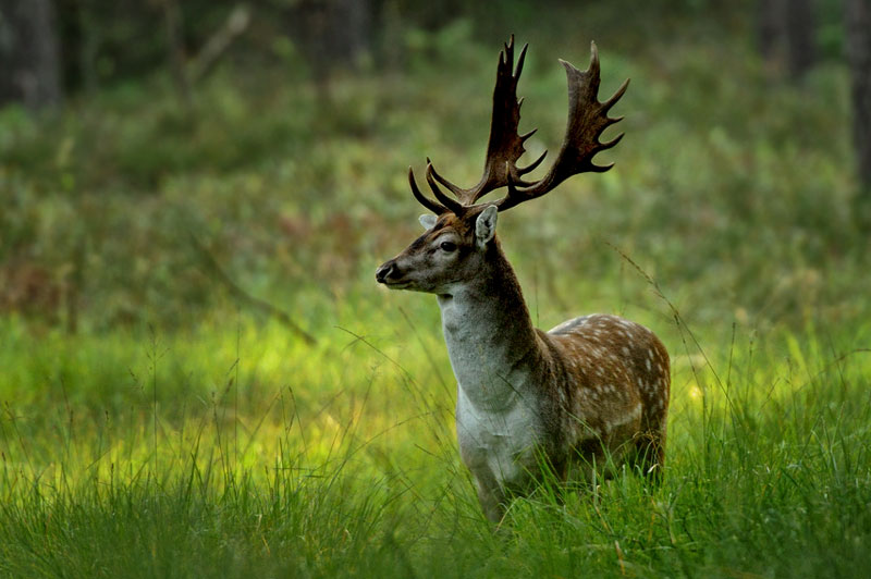 Damwild – Merkblatt