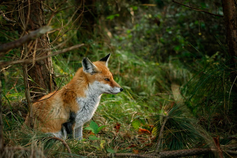 Fuchs – Merkblatt