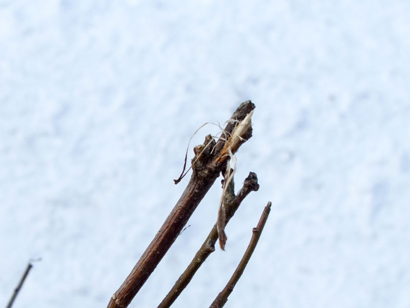 WIldschaden Verbiss Rehwild