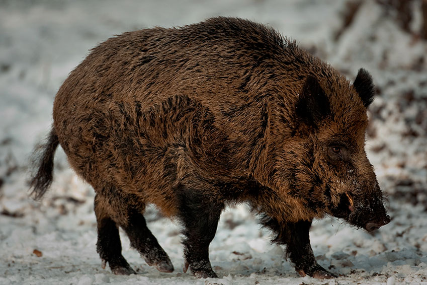 Schwarzwild – Merkblatt