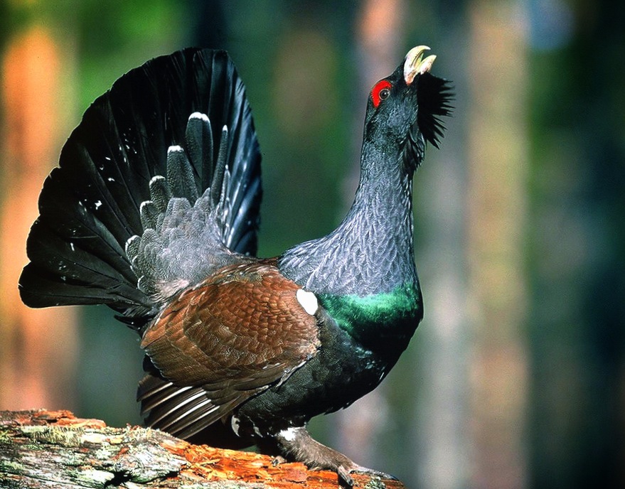 Auherhahn Balzgesang