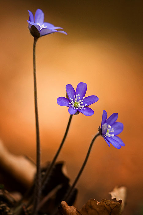 Blume des Jahres 2013 – das Leberblümchen