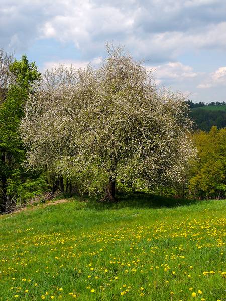 Baum des Jahres 2013 – Wild-Apfel