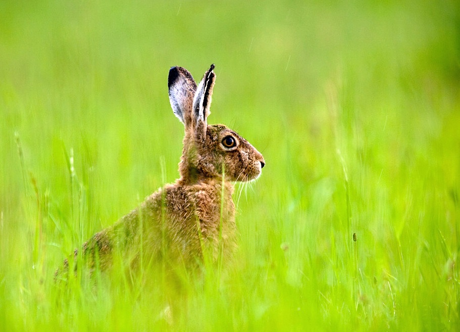 Frohe Ostern!