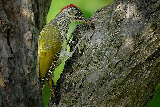 Vogel des Jahres 2014 – Grünspecht