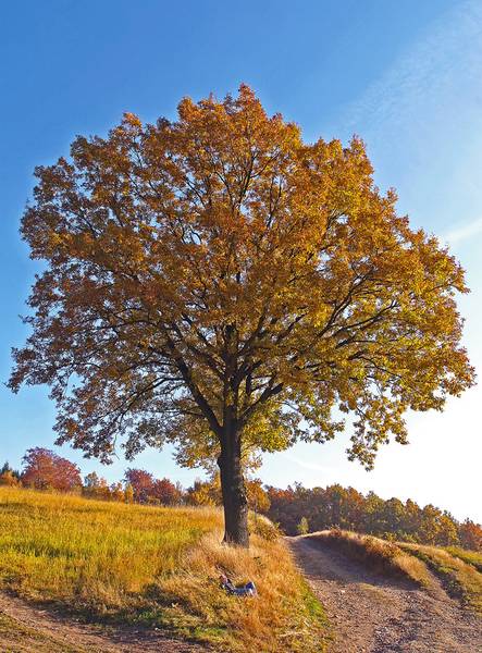 Baum des Jahres 2014 – Traubeneiche