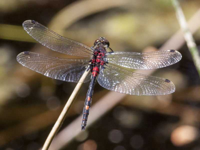 Libelle des Jahres 2014 – Die Kleine Moosjungfer