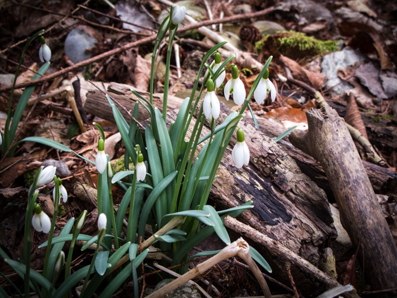 Frühling im Februar