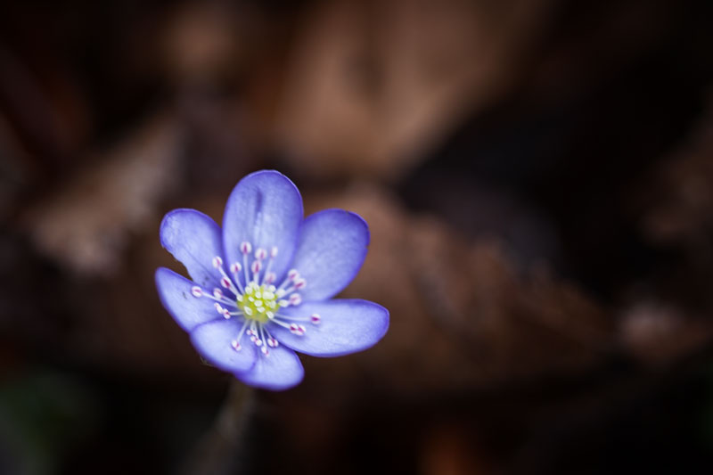 Leberblümchen im Revier