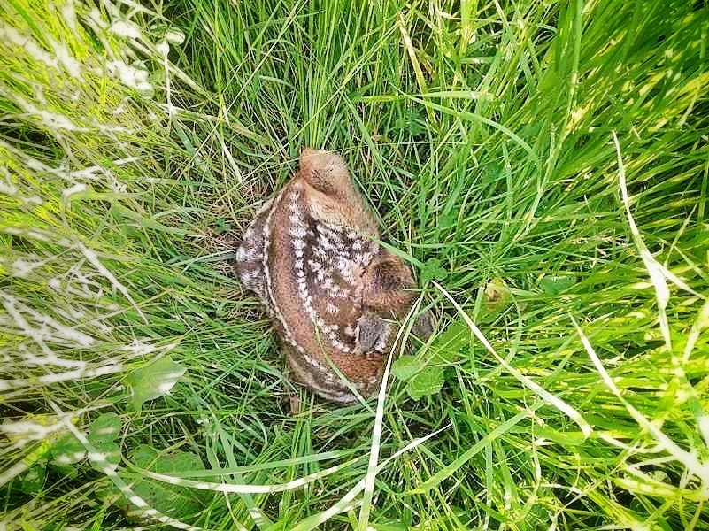 Mähverluste bei Wildtieren vermeiden