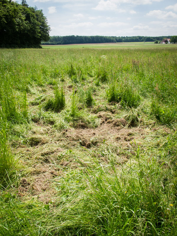 Wildschaden im Revier