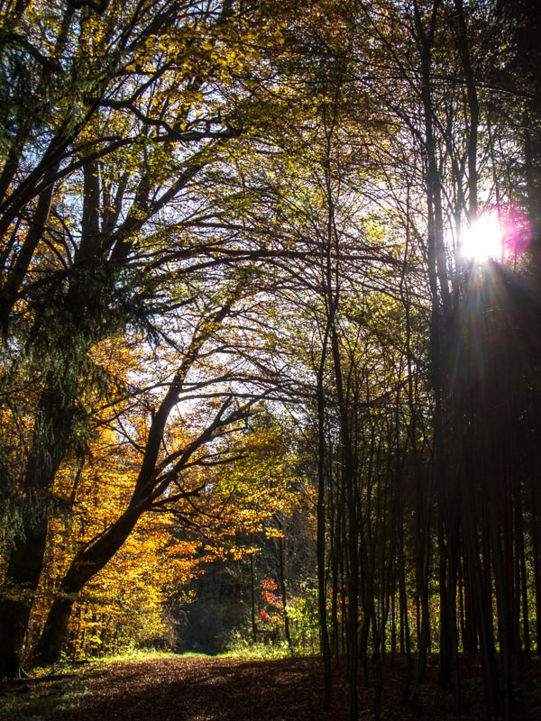 Goldener Herbst