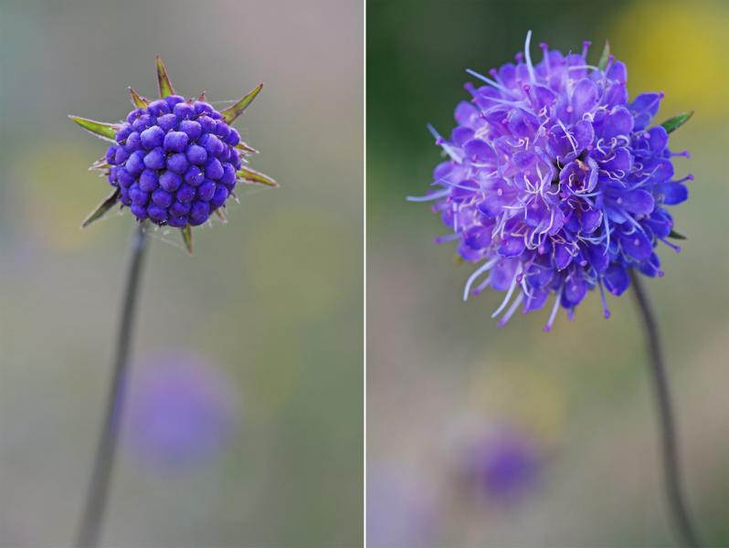 Blume des Jahres 2015 – Gewöhnliche Teufelsabbiss