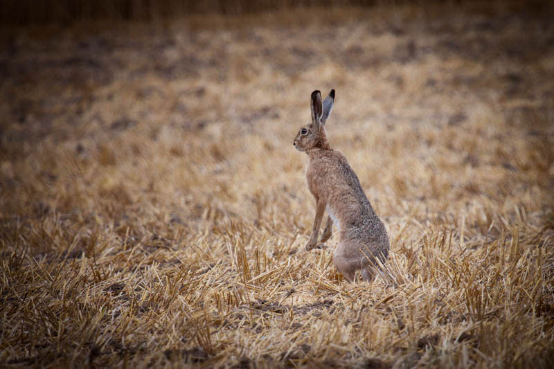 Osterhase