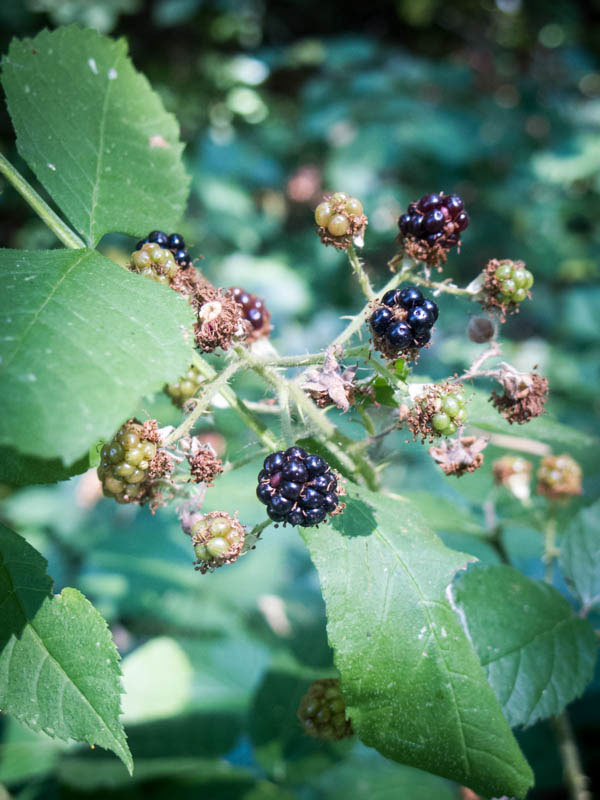 Brombeeren