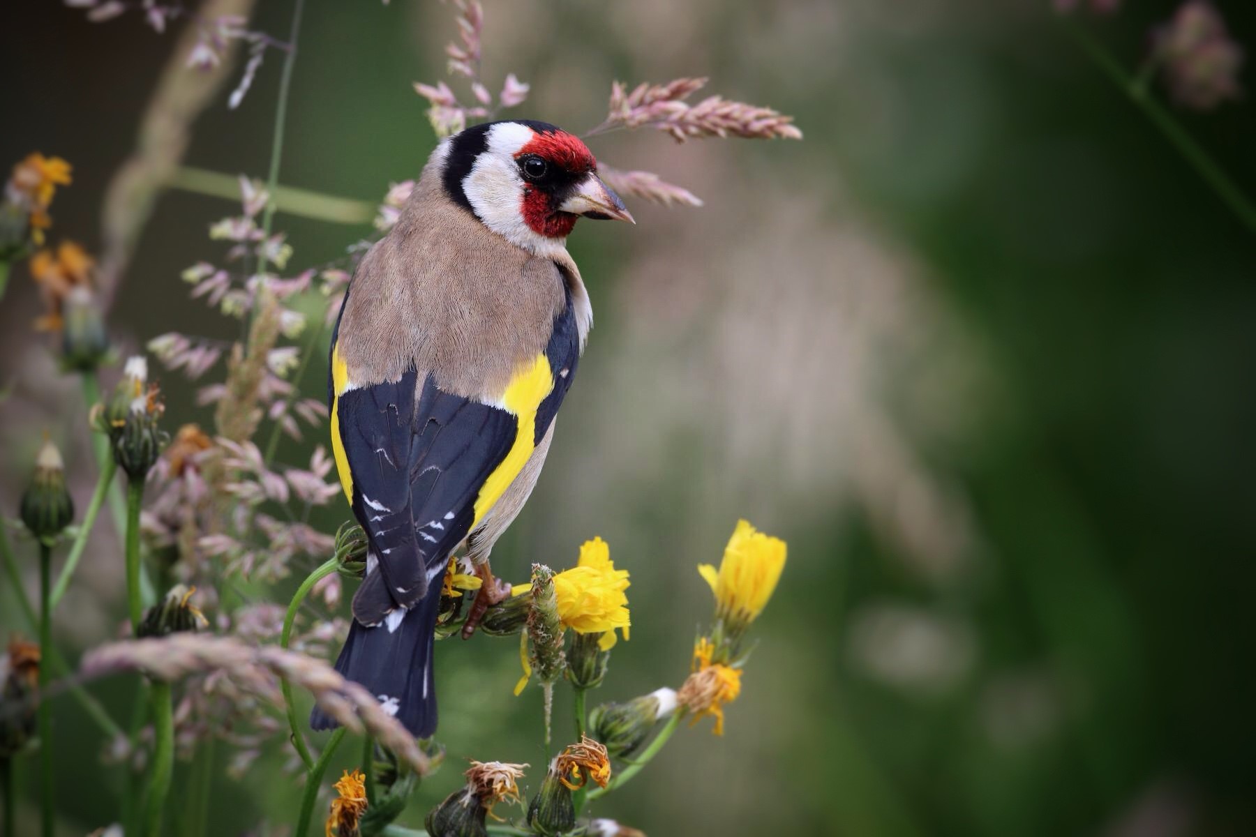 Vogel des Jahres 2016 – Stieglitz