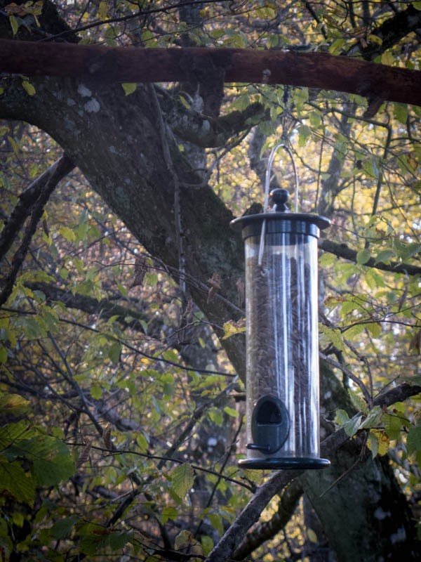 Vogelfütterung