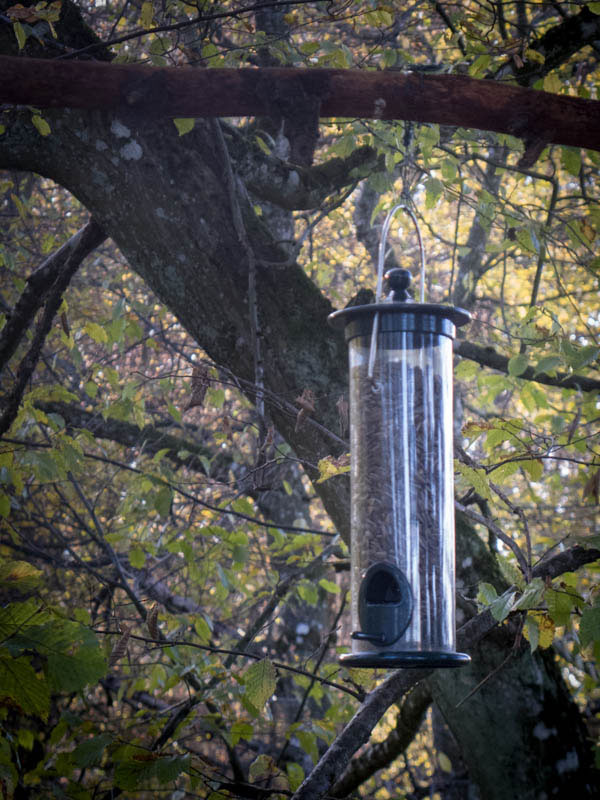 Vogelfütterung