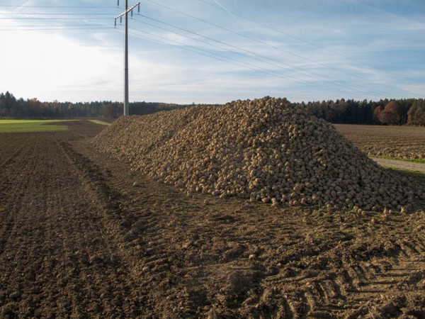 Zuckerrüben › Waidmanns Dank!