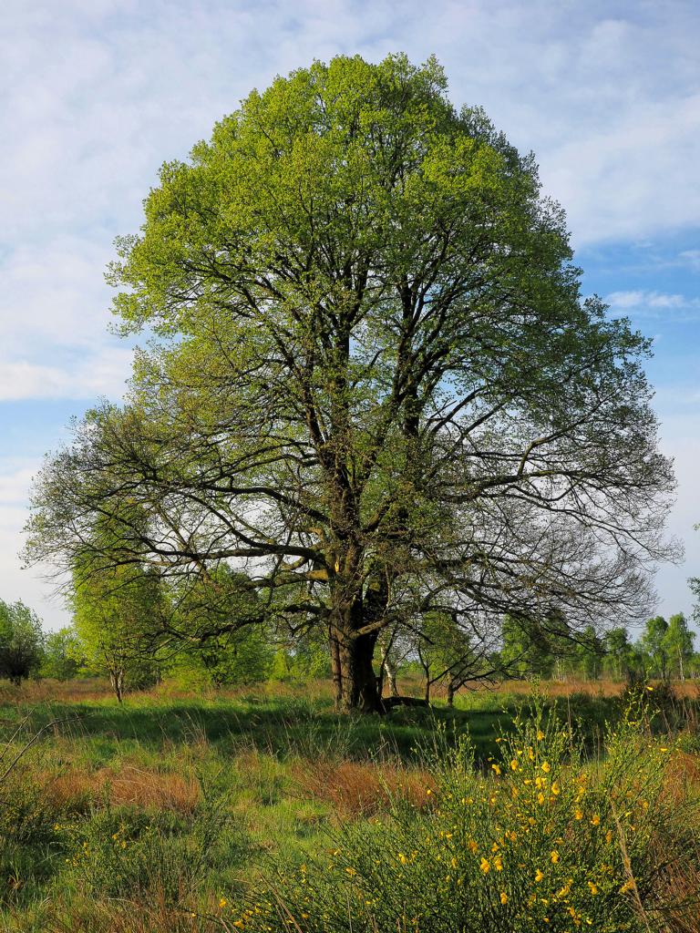 Baum des Jahres 2016 – Winter-Linde