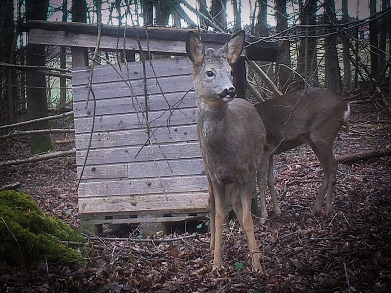 Winterbock