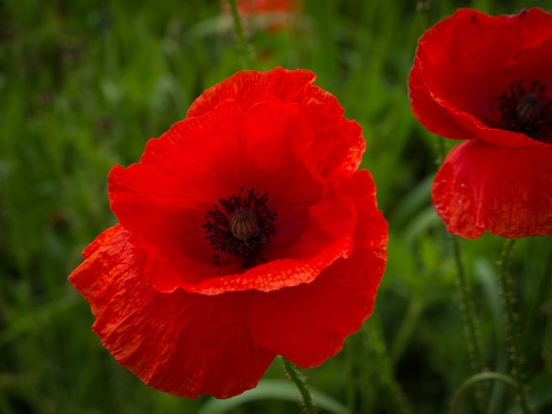 Blume des Jahres 2017 – Klatschmohn