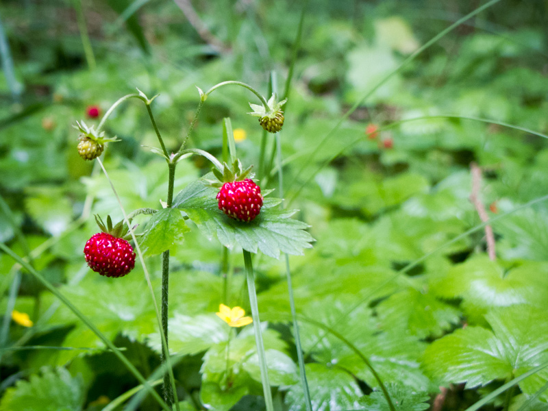 Walderdbeeren