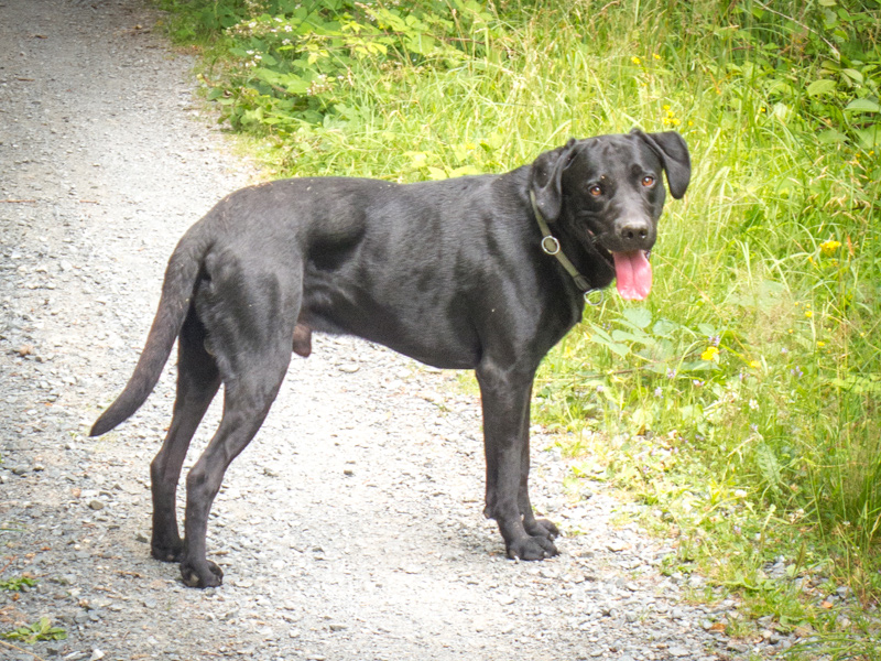 Labrador-Retriever