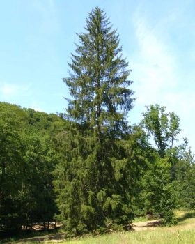 Baum des Jahres 2017 – Fichte