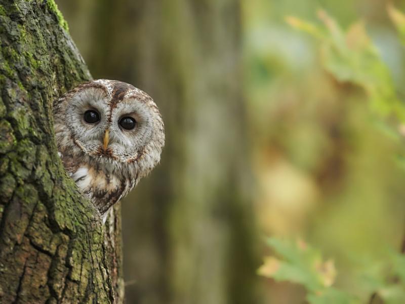 Vogel des Jahres 2017 – Waldkauz