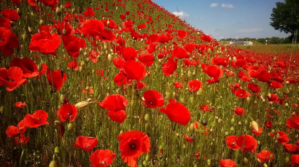 mohn › Waidmanns Dank!