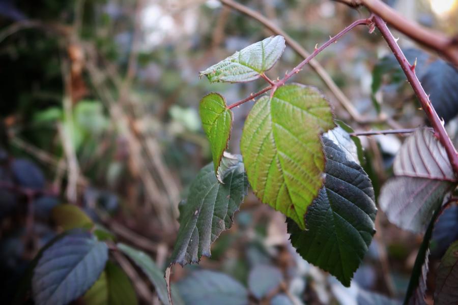 Wintergrüne Brombeere