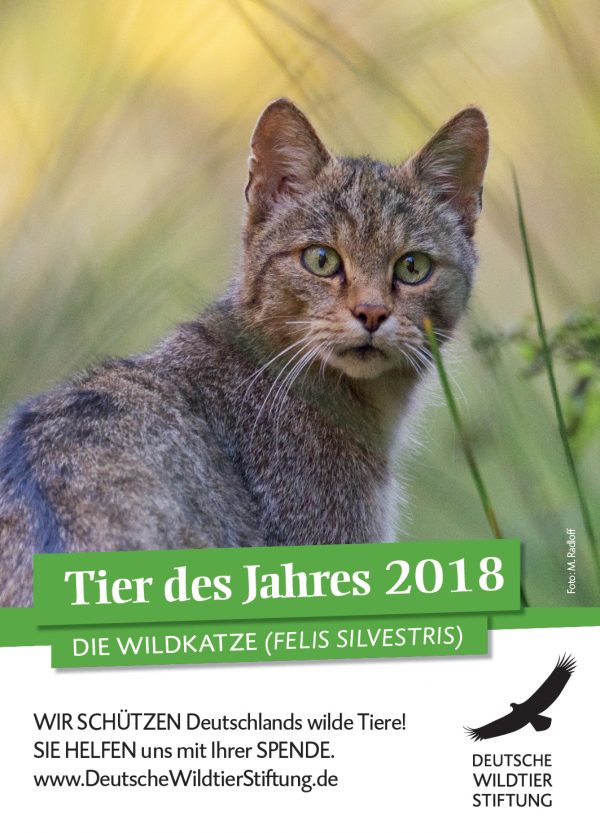 Wildtier des Jahres 2018 – Wildkatze