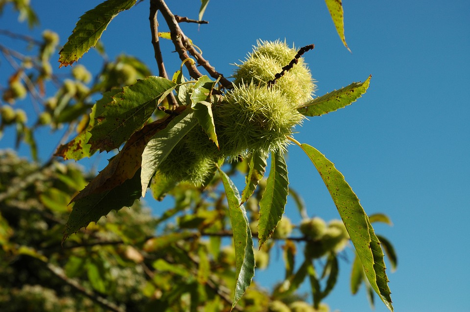 Baum des Jahres 2018 – Esskastanie