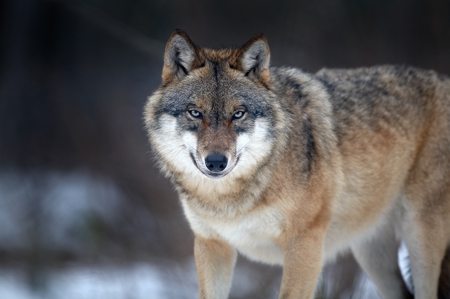 So oft hat der Wolf in Bayern zugeschlagen