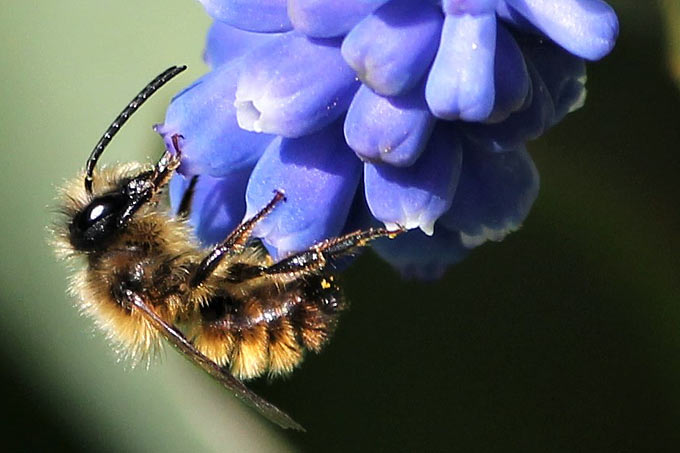 Insekt des Jahres 2019 – Rostrote Mauerbiene