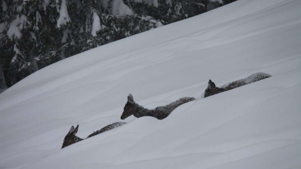 Zu viel Schnee für das Wild