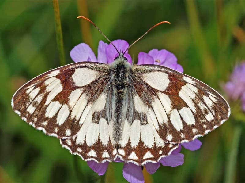 Schmetterling des Jahres 2019 – Schachbrettfalter