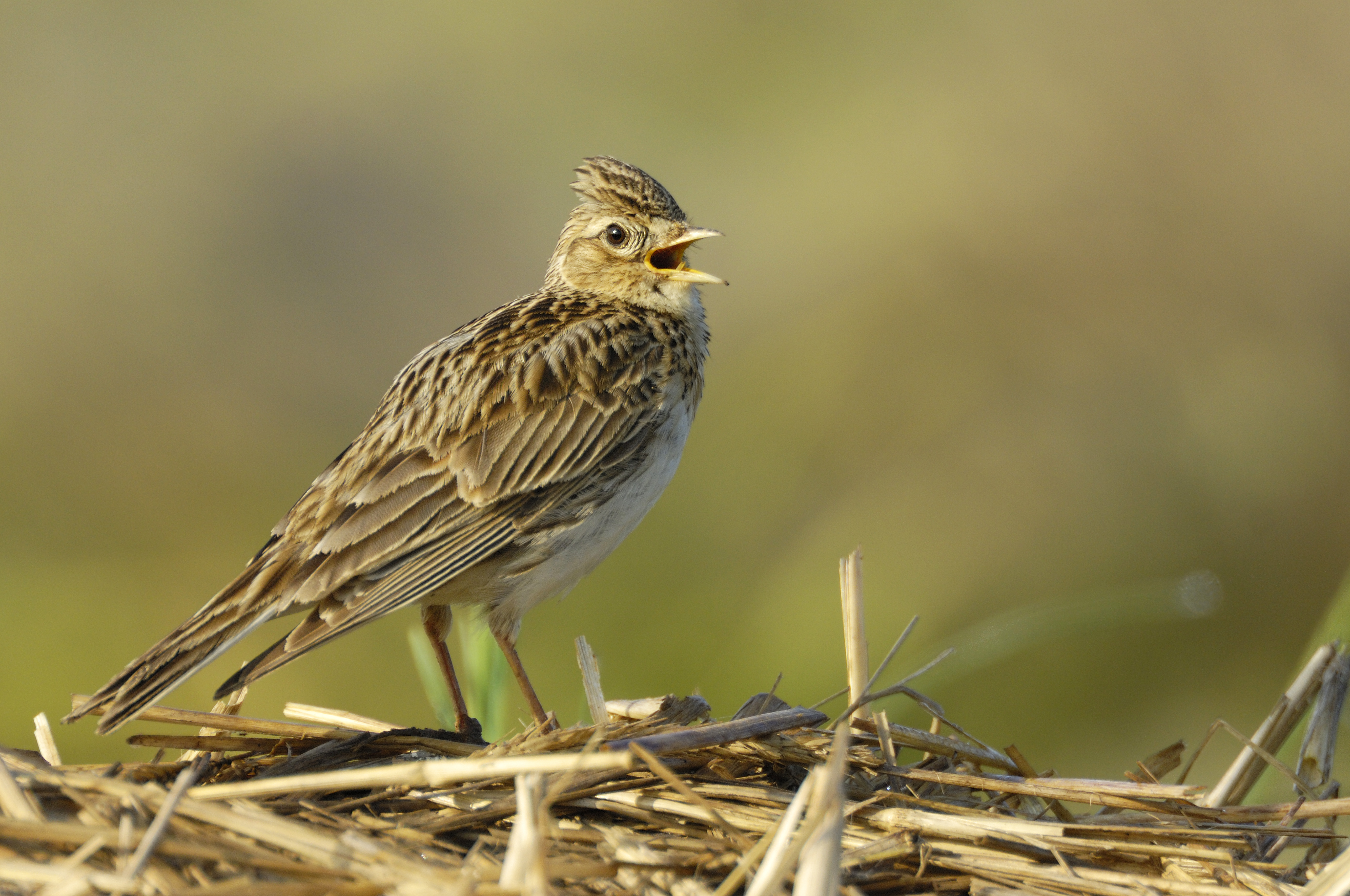 Vogel des Jahres 2019 – Feldlerche