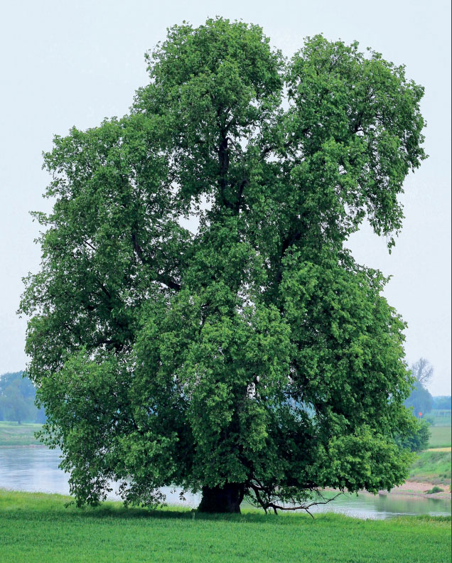 Baum des Jahres 2019 – Flatter-Ulme
