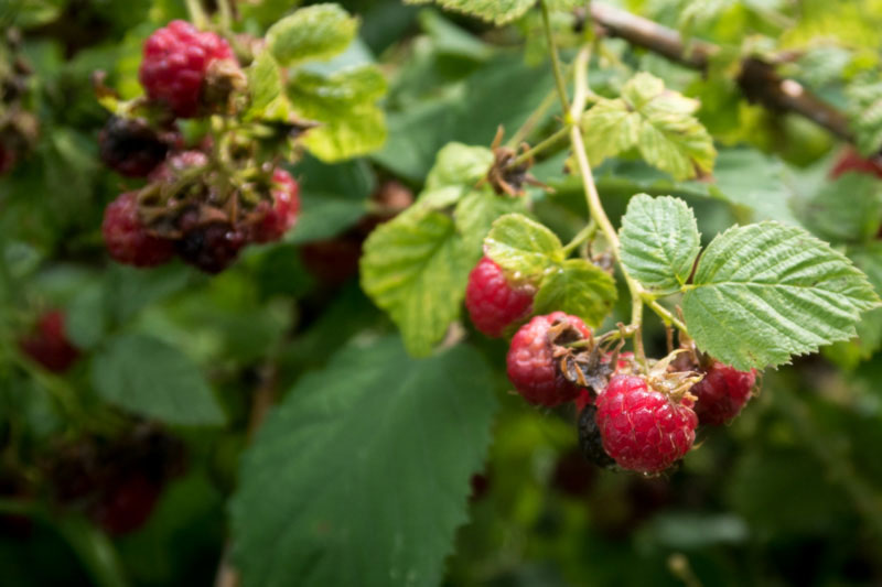 Himbeeren2 › Waidmanns Dank!