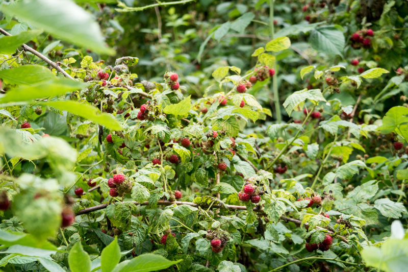 Himbeeren3 › Waidmanns Dank!