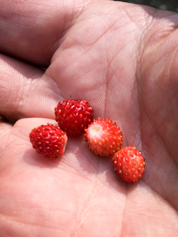 Walderdbeeren