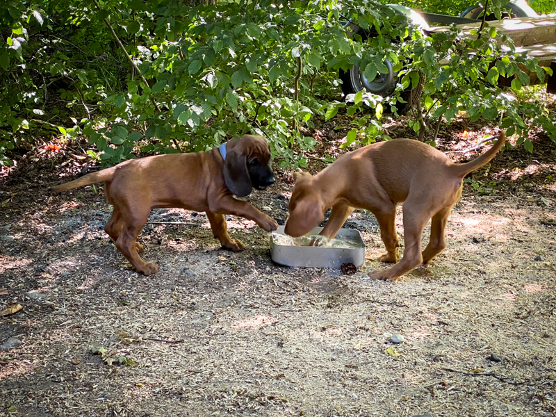 Hunde im Revier 1